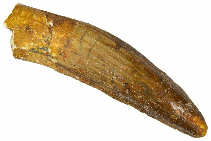 Fossil Spinosaurus Tooth - Real Dinosaur Tooth #368161